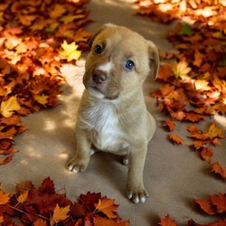 Adopt a dog:Echo/Mixed Breed/Female/Baby,THE FOLLOWING PET IS BEING FOSTERED NEAR FORT COLLINS, CO!

Meet Echo, one of the 9 sweet Platoon Litter puppies at our rescue with an inspiring story of resilience! Born on September 10th, Echo and her siblings were found in a homeless camp, being given away as tiny bottle babies. Thankfully, they made their way to us, and now Echo is thriving in her foster home in Fort Collins, CO. Despite her tough start, Echo is an affectionate and playful pup who adores attention. She’s always eager to be in the spotlight, soaking up all the love she can get!

Echo’s playful personality shines through, whether she’s chasing toys, wrestling with her siblings, or exploring new surroundings. But when the excitement settles down, she’s quick to cuddle up for some cozy snuggle time. This sweet girl is looking for a family that can provide her with plenty of love, care, and training as she grows.

If you’re looking for a loving, loyal companion who will brighten your days, Echo is ready to find her forever home. Could that be with you?

OUR DOGS ARE FOSTERED IN TEXAS OR COLORADO BUT AVAILABLE FOR ADOPTION AND TRANSPORT OUT OF STATE. Read below for more information.

All of our dogs are located in a foster home in Texas or Colorado. Our dogs are transported to a predetermined location agreed upon by the rescue. The adoption contract and fee are finalized prior to transport. As a Mutts N Such direct adoption, the adoption interview/meet and greet occurs on video call (Skype, FB Messenger call, Facetime, etc).

Our out of state adoption fee is $350 plus transport (varies by location). This fee includes all current vaccinations, deworming, a registered microchip, fecal analysis, spay/neuter for pets 6 months & older, and a heartworm test if over 6 months old. All dogs will be current on flea/heartworm prevention. A health exam will be completed and a certificate issued by a veterinarian within 10 days. If you are interested in adopting, please complete our application:

https://petstablished.com/adoption_form/57167/generic

Note: MNS reserves the right to deny any application that is deemed unsuitable for the animal. Please be aware that our animal adoptions are NOT on a first come- first serve basis. Our sole purpose is to find the best possible home for the animals that fall under our care.