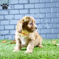 Sophie/Cavapoo									Puppy/Female	/7 Weeks,Sophie is a stunning female Cavapoo that perfectly captures the essence of friendliness and charm. With her beautiful red coat, she stands out in any crowd.