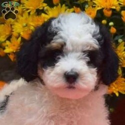 Twinkle/Mini Bernedoodle									Puppy/Female	/August 9th, 2024,Meet Twinkle! This cheerful F1B Mini Bernedoodle puppy is vet checked & up to date on shots & wormer, plus comes with a health guarantee provided by the breeder! Twinkle is socialized & currently being family raised with children! If you would like more information on this cutie, please contact David & Anna Riehl today!