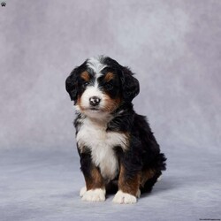 Callie/Mini Bernedoodle									Puppy/Female	/5 Weeks,Meet Callie, a sweet F1 Mini Bernedoodle who’s ready to bring joy to her forever home! Raised in a loving environment, Callie has been well-socialized and loves being around people, making her the perfect addition to any family. She’s been vet checked, is up to date on vaccines, and has been dewormed, so she’s healthy and ready for her next adventure. Callie is microchipped for extra safety and comes with a health guarantee, giving you peace of mind. Her parents are AKC registered and have been genetically health tested, ensuring she’s from a strong and healthy background. Delivery options are available, so no matter where you are, you can welcome Callie into your home. Don’t miss your chance to bring this sweet girl into your life!