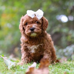 Alice/Cockapoo									Puppy/Female	/7 Weeks,Introducing Alice, an adorable Cockapoo girl with a sweet and playful spirit! Her soft, wavy coat is perfect for cozy snuggles, and her sweet nature makes her the perfect addition to any family. She enjoys playing, exploring, and curling up for cuddles after a fun day of adventures. With her loving and playful nature, she has the ability to brighten even the simplest moments. Raised with lots of attention and care, she’s well-socialized, making her both adaptable and affectionate. Her early experiences are helping her grow into a confident and intelligent pup!