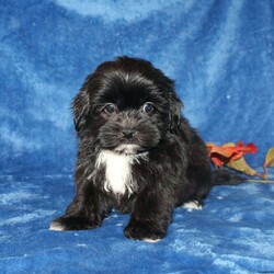 Xavier/Teddy Bear									Puppy/Male	/9 Weeks