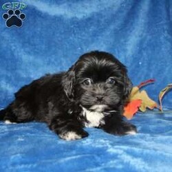 Xavier/Teddy Bear									Puppy/Male	/9 Weeks,Meet Xavier a handsome black first generation Shichon who is started on potty training and crate training. This cutie is started on potty training & crate training!  This little coal colored puppy will not have any health issues that will adversely affect their health. While other Teddy Bear Puppies may suffer from health issues as they age, this pup will have no predispositions to health concerns!  Each pup in this litter is up to date on shots and dewormer and vet checked! We offer the option for microchipping and a 1 Year Genetic Health Guarantee! 