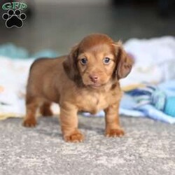 Kane/Dachshund									Puppy/Male	/7 Weeks,Meet Kane! He is an incredibly sweet and loveable AKC registered Miniature Dachshund puppy. He loves if someone spends time to play with him or gives him belly rubs. Dachshunds make wonderful family pets, they are known for their lively and courageous nature, they are often described as intelligent, curious and independent dogs. We hope to find a family that will love Kane as much as we do!