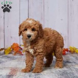 Zandra/Mini Goldendoodle									Puppy/Female	/10 Weeks,Meet Zandra, a sweet and affectionate Mini Goldendoodle ready to find her forever home. Raised with love by our family, Zandra has been well-socialized and is great with kids and other pets. She’s been vet-checked, is up to date on her vaccinations, and has already been dewormed, so she’s all set for her new adventures. Zandra has a gentle, loving personality that will make her the perfect addition to any family. If you’re looking for a loyal and playful companion who’s ready to fill your home with joy, Zandra is waiting to meet you!