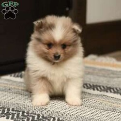 Jase/Pomeranian									Puppy/Male	/6 Weeks,To contact the breeder about this puppy, click on the “View Breeder Info” tab above.