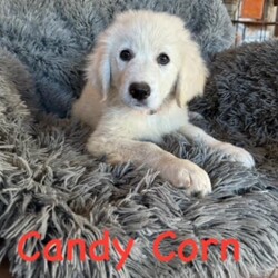 Adopt a dog:me/Great Pyrenees/Male/Baby,Introducing the HALLOWEEN Litter:

Meet MILKY WAY, CANDY CORN, SNICKERS (3 boys) AND LOLLIPOP (only girl)!

They are Great Pyrenees x Lab pups we have in our Rescue - they were born 20 August and are staying at a wonderful foster home in Houston. They  are well socialized and will continue to get lots of attention from their foster family. They were around 12lbs at 9 weeks but will grow to be 75-85lbs.

They are sweet, cuddly pups! They love to play with all people and each other. 

They are up to date on their baby vaccinations and microchipped.
Candy is very sweet, plays well with others but doesn't mind napping alone.
Milky Way is a smaller guy, extremely social, loves pets and gives kisses.
Snickers is the largest pup, more independent but plays well with others, galloping goofball.
Lollipop is a SWEET SWEET girl, likes her quiet time but also loves to romp and run.

The puppy must be neutered/spayed before he/she is 1 year old - once this is done by your vet, Twilight Tails will give you a rebate of $100.

They are being fostered in Fulshear TX but we can have them brought to PA on rescue transport (once adopted) which brings dogs up once a month.

Each adoption fee is $395 plus $30 for a health certificate and $220 for transport.

Please complete the application on this link:
https://forms.gle/iCDkiVT5FwJYhezn8

Or email ular.sandra@gmail.com for an application.

Once your application is approved, we can arrange a FaceTime session for you to meet him.