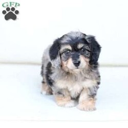 Skye/Dachshund Mix									Puppy/Female	/7 Weeks,To contact the breeder about this puppy, click on the “View Breeder Info” tab above.