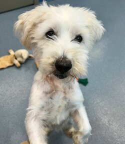 Adopt a dog:Harry/Terrier/Male/Adult,Harry is a sweet and spunky older dog (8 years). He is quirky and needs an experienced owner and a home with no children. He likes other dogs.