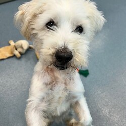 Adopt a dog:Harry/Terrier/Male/Adult,Harry is a sweet and spunky older dog (8 years). He is quirky and needs an experienced owner and a home with no children. He likes other dogs.