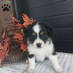 Buddy/Miniature Australian Shepherd									Puppy/Male	/August 25th, 2024,Meet buddy, he is a sweet lovely puppy that absolutely loves to play with children loves being around people, he comes up to date on shots and dewormer, also a 30 day health guarantee