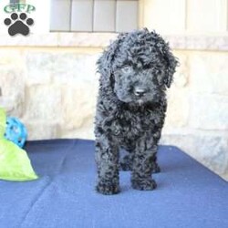 Kathy/Mini Labradoodle									Puppy/Female	/6 Weeks,Are you searching for a Mini Labradoodle who will have a hypoallergenic coat and feel soft and snuggly like a Poodle? We have been specializing in multigenerational Mini Labradoodles for years and have finally perfected the coat textures of our puppies so that you can enjoy the happy go lucky personality of the Labrador with the convenience of the Poodle coat! Our puppies come up to date on shots and dewormer and will be vet checked before they leave. We offer a 1 Year Genetic Health Guarantee as well! If you are looking for the perfect pup this fall contact us today! 