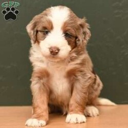 Bentley/Mini Aussiedoodle									Puppy/Male	/6 Weeks,To contact the breeder about this puppy, click on the “View Breeder Info” tab above.