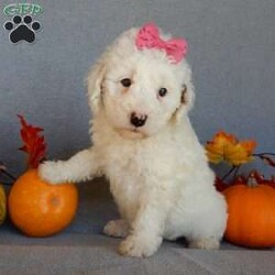 Pixie/Mini Goldendoodle									Puppy/Female														/10 Weeks,Prepare to fall in love !!! My name is Pixie and I’m the sweetest little F1b mini goldendoodle looking for my furever home! One look into my warm, loving eyes and at my silky soft coat and I’ll be sure to have captured your heart already! I’m very happy, playful and very kid friendly and I would love to fill your home with all my puppy love!! I am full of personality, and I give amazing puppy kisses! I stand out way above the rest with my beautiful white coat with red markings ! I will come to you vet checked, microchipped and up to date on all vaccinations and dewormings . I come with a 1-year guarantee with the option of extending it to a 3-year guarantee and our puppies also come with 30 days of pet insurance! My mother is Sophie, our 40#mini goldendoodle with a heart of gold and my father is Zeke, our 10# happy and playful apricot and white poodle and he has been genetically tested!  I will grow to approx 22-26# and I will be hypoallergenic and nonshedding! Why wait when you know I’m the one for you? Call or text Martha to make me the newest addition to your family and get ready to spend a lifetime of tail wagging fun with me! (7% sales tax on in home pickups)