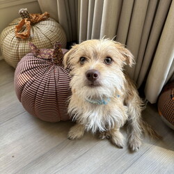 Adopt a dog:Gage/Terrier/Male/Young,Hello, my name is Gage and I'm only about 6lbs. My foster mom says I'm a very sweet boy who loves to cuddle and play with toys. I enjoy walks. I'm still working on my potty training.

Due to my itty-bitty size, older considerate kids only.

Foster mom describes me as 