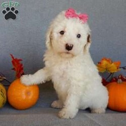 Pixie/Mini Goldendoodle									Puppy/Female														/10 Weeks,Prepare to fall in love !!! My name is Pixie and I’m the sweetest little F1b mini goldendoodle looking for my furever home! One look into my warm, loving eyes and at my silky soft coat and I’ll be sure to have captured your heart already! I’m very happy, playful and very kid friendly and I would love to fill your home with all my puppy love!! I am full of personality, and I give amazing puppy kisses! I stand out way above the rest with my beautiful white coat with red markings ! I will come to you vet checked, microchipped and up to date on all vaccinations and dewormings . I come with a 1-year guarantee with the option of extending it to a 3-year guarantee and our puppies also come with 30 days of pet insurance! My mother is Sophie, our 40#mini goldendoodle with a heart of gold and my father is Zeke, our 10# happy and playful apricot and white poodle and he has been genetically tested!  I will grow to approx 22-26# and I will be hypoallergenic and nonshedding! Why wait when you know I’m the one for you? Call or text Martha to make me the newest addition to your family and get ready to spend a lifetime of tail wagging fun with me! (7% sales tax on in home pickups)