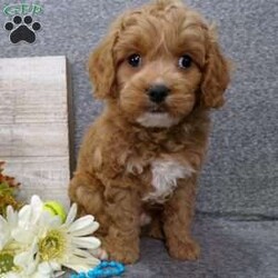 Tucker/Cavapoo									Puppy/Male	/8 Weeks,Hi, im a Cavapoo puppy. I am looking forward to meeting you! I am up to date with my immunizations, my wormer medications, and I have a Micro-chip so that I can be easily identified if I ever become lost! 