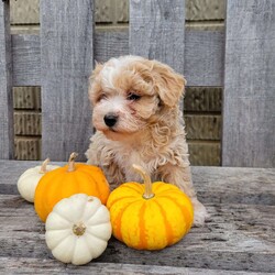 Carter/Havapoo									Puppy/Male	/9 Weeks,Meet Carter! Carter is looking for his forever home. He loves to smother you in kisses and is very playful. 