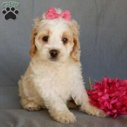 Jada/Cockapoo									Puppy/Female	/10 Weeks,Prepare to fall in love!!! My name is Jada and I’m the sweetest little F1 cockapoo looking for my furever home! One look into my warm, loving eyes and at my silky soft coat and I’ll be sure to have captured your heart already! I’m very happy, playful and very kid friendly and I would love to fill your home with all my puppy love!! I am full of personality, and ready for adventures! I stand out above the rest with my beautiful fluffy apricot and white colored coat!!… I will come to you vet checked, microchipped and up to date on all vaccinations and dewormings . I come with a 1-year guarantee with the option of extending it to a 3-year guarantee and shipping is available! My mother is Ariel, our sweet 18# AKC red and white cocker spaniel with a heart of gold and my father is Nimbo, a 13# genetically tested chocolate merle mini poodle ! Both of the parents are on the premises and available to meet! Why wait when you know I’m the one for you? Call or text Martha to make me the newest addition to your family and get ready to spend a lifetime of tail wagging fun with me! (7% sales tax on in home pickups)