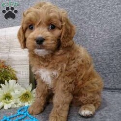 Tucker/Cavapoo									Puppy/Male	/8 Weeks,Hi, im a Cavapoo puppy. I am looking forward to meeting you! I am up to date with my immunizations, my wormer medications, and I have a Micro-chip so that I can be easily identified if I ever become lost! 