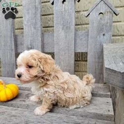 Carter/Havapoo									Puppy/Male	/9 Weeks,Meet Carter! Carter is looking for his forever home. He loves to smother you in kisses and is very playful. 