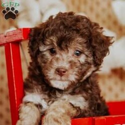 Amber/Miniature Poodle									Puppy/Female	/8 Weeks,This is Amber. We expect her to be between 13 – 15 lbs when grown. They will also have a hypoallergenic coat.