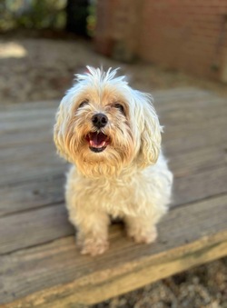 Adopt a dog:Steven/Shih Tzu/Male/Adult,Meet Steven! Steven is a 6-7 year old shih tzu mix who was found as a stray without a microchip, and was never claimed. Steven can be a bit nervous at first but becomes friendly, playful, and affectionate after a few minutes. He is good with other dogs his size but has never been tested with cats.