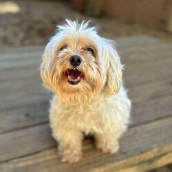 Adopt a dog:Steven/Shih Tzu/Male/Adult,Meet Steven! Steven is a 6-7 year old shih tzu mix who was found as a stray without a microchip, and was never claimed. Steven can be a bit nervous at first but becomes friendly, playful, and affectionate after a few minutes. He is good with other dogs his size but has never been tested with cats.