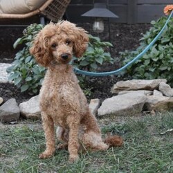 Bentley/Cavapoo									Puppy/Male	/10 Weeks,I offer a one year health guarantee. Up to date on shots and dewormings. I’m looking for a loving indoor home. Shipping options are available anywhere in the US. All Sunday calls are returned on Mondays. Thanks Jon