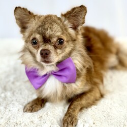 Charly/Chihuahua/Male/Adult Adopt a dog:Charly/Chihuahua/Male/Adult,Charly is a 2 year old 5lb male long coat chihuahua. He is a sweet boy that is a little shy in the beginning but warms up quickly for treats. He is crate trained. He will need some work with house training.