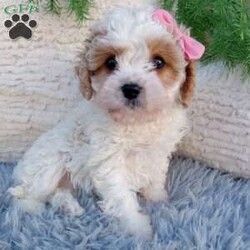 Nova/Cavapoo									Puppy/Female	/8 Weeks,Meet Nova! She is an adorable and sweet Cavapoo puppy! She loves cuddles and all the attention! She is up to date on vaccines, and deworming. And has had a clear vet check done. For more information call or text Mary Sue. A $200 deposit will reserve her and is nonrefundable. 