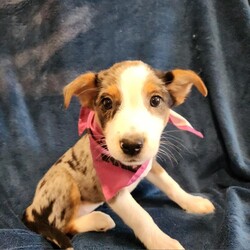 Wonder TW/Cattle Dog/Female/Baby Adopt a dog:Wonder TW/Cattle Dog/Female/Baby,Are you looking for a medium-sized, active, playful, fun, and adventurous pup? That's us! We are Heeler/Australian Shepherd mixes, ready to fill your life with joy and excitement. We love to give kisses and can't wait to find our forever homes. With our boundless energy and loving nature, we're perfect companions for anyone seeking a loyal, happy, and adventurous furry friend.
Local adoption fee is $250 (in TX)
Out of state adoption fee is $500 (includes transport to your area - $50 Temporary Fuel Charge will be added)