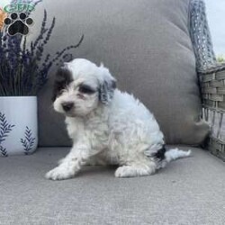 Remi/Maltipoo									Puppy/Female	/8 Weeks,Meet our adorable Maltipoo puppies! As a family of four our goal is to raise happy and healthy puppies! Each puppy is well socialized and played with daily by our children! This pup is up to date on all vaccines and dewormer! It will come with vet papers and a health guarantee! Each puppy comes with its own collar, leash and blanket! Calm or text to reserve this cuddly pup! The mom is a Maltipoo and the dad is a mini poodle!