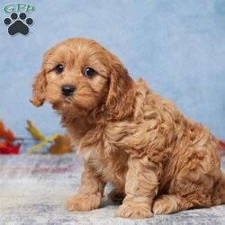 Bailey/Cavapoo									Puppy/Female														/11 Weeks,Meet Bailey, the adorable Cavapoo puppy! Raised with lots of love and care by a wonderful family, Bailey has been vet-checked and is up to date on all vaccinations, ensuring a healthy and happy start. This sweet little one is all set and eagerly waiting to join a loving new family!