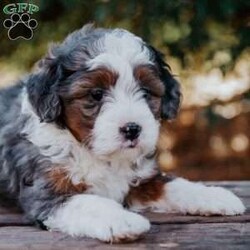 Sunflower/Mini Bernedoodle									Puppy/Female														/8 Weeks,Meet our sweet natured, friendly lil bernedoodles. They are well socialized by our children who take them with them all over the farm! Be it on wagon rides, stroller rides, or even nap time!!