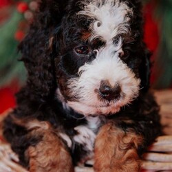 Barry/Mini Bernedoodle									Puppy/Male	/8 Weeks,Do you love Bernese Mountain dogs but struggle with the heavy shedding then take a look at this puppy. With their poodle hair but Bernese happy personality they are sure to please.