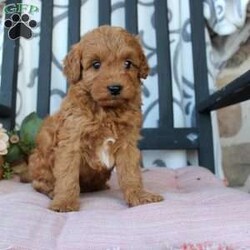 Malachi/Mini Goldendoodle									Puppy/Male																/9 Weeks,Are you looking for a pumpkin colored puppy to spice up your Autumn season? You need a Mini Goldendoodle! Our puppies are hypoallergenic, soft, and playful! Each puppy comes up to date on shots and dewormer and has been vet checked! The mother Fern is a Mini Goldendoodle and the father Johnny Boy is a Mini Poodle so your pup will have a softer and more curly coat! We offer a 1 Year Genetic Health Guarantee as well. Please call us to learn more about our puppies! 