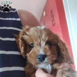 Otis/Cavapoo									Puppy/Male																/10 Weeks,This little guy is absolutely beautiful. He is red and then has the perfect amount of white -all four of his paws have white on it and he has some white on his forehead and some on his chest! very outgoing .would do very well with young kids very gentle !so much fun I love to play with him and cuddle him!He would give kisses all day long! Come see him and us out in the country today!Its beautiful right now