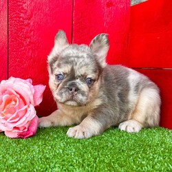 Patty/French Bulldog									Puppy/Female	/11 Weeks,  Patty is a fabulous little lilac tan Merle visual fluffy AKC registered frenchy puppy! Carries Isabella cream and is no brindle no pied! Up to date with all shots and dewormings and comes with a health guarantee! Was born 8/24/24. Family raised and well socialized! Contact us today to get your new family member! Ask us about our delivery options!