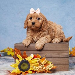 Bailey/Cavapoo									Puppy/Female														/11 Weeks,Meet Bailey, the adorable Cavapoo puppy! Raised with lots of love and care by a wonderful family, Bailey has been vet-checked and is up to date on all vaccinations, ensuring a healthy and happy start. This sweet little one is all set and eagerly waiting to join a loving new family!