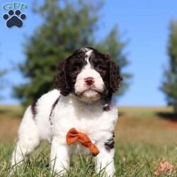 Zeke/Springerdoodle									Puppy/Male																/9 Weeks,Meet Zeke, the adorable F1B Springerdoodle! This charming little guy is the perfect mix of Springer Spaniel and Poodle, with soft, wavy curls that bounce with every step. His twinkling eyes shine with curiosity, and his little tail wags non-stop, spreading joy wherever he goes. Zeke’s sweet puppy eyes and love for cuddles make him an instant heartthrob. He’s full of energy, loves playtime, and is eager to learn new tricks to impress his favorite humans. Every day with him promises new adventures, filled with puppy love and endless tail wags!