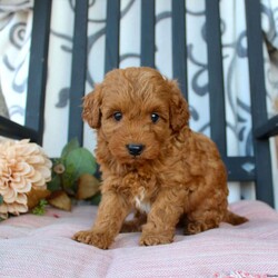 Malachi/Mini Goldendoodle									Puppy/Male																/9 Weeks