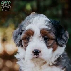 Sunflower/Mini Bernedoodle									Puppy/Female														/8 Weeks,Meet our sweet natured, friendly lil bernedoodles. They are well socialized by our children who take them with them all over the farm! Be it on wagon rides, stroller rides, or even nap time!!