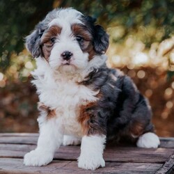 Sunflower/Mini Bernedoodle									Puppy/Female														/8 Weeks