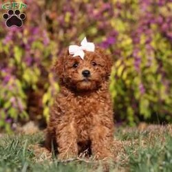 Reagon/Maltipoo									Puppy/Female	/7 Weeks,Meet Reagon, our irresistibly charming Maltipoo girl who’s as delightful as she is adorable! With her soft, fluffy coat and soulful eyes, she’s a tiny bundle of joy ready to steal your heart. Her playful personality and affectionate nature make her utterly endearing—she’s already got us all wrapped around her little paw! This precious pup is microchipped for added peace of mind, has completed her first vet exam, is up-to-date on vaccinations and dewormer, and comes with a six-month Health Guarantee, ensuring she’s healthy and ready to join her forever home.