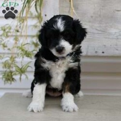 Ty/Mini Aussiedoodle Puppy/Male /September 16th, 2024 Ty/Mini Aussiedoodle Puppy/Male /September 16th, 2024,Here comes Ty a loving Mini Aussiedoodle puppy who is well socialized with children and family raised. This little cutie comes up to date on shots and dewormer and vet checked! The breeder offers a health guarantee on this puppy as well. If you are searching for a delightful little puppy with a gentle heart contact Susie today!