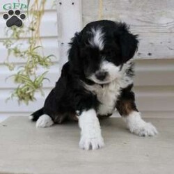 Ty/Mini Aussiedoodle Puppy/Male /September 16th, 2024 Ty/Mini Aussiedoodle Puppy/Male /September 16th, 2024,Here comes Ty a loving Mini Aussiedoodle puppy who is well socialized with children and family raised. This little cutie comes up to date on shots and dewormer and vet checked! The breeder offers a health guarantee on this puppy as well. If you are searching for a delightful little puppy with a gentle heart contact Susie today!