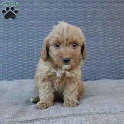 Coy/Mini Goldendoodle									Puppy/Male																/10 Weeks,Here comes the puppy of your dreams! Soft, fluffy, and kissable! This little cutie comes up to date on shots and dewormer and vet checked. The breeder made sure that the puppies are all well socialized with children and family raised. If you are interested in learning more about our puppies contact us today!