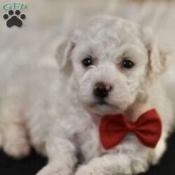 Bobby/Bichon Frise									Puppy/Male	/5 Weeks, is a happy, cuddly Bichon Frise puppy with a heart of gold. With her fluffy white coat and sparkling eyes, she’s a bundle of joy waiting to fill your days with love and laughter.