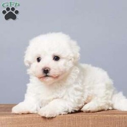 Snowball/Bichon Frise									Puppy/Male																/10 Weeks,Are you looking for a soft, cuddly friend for yourself or a loved one? Meet little Snowball! He will bring you lots of love and cheer with his puppy kisses and sweet personality! Snowball is active, socialized, and loves both adults and children. He was born on October 1st to Bichon Frise parents, Mindy and Rambo. Snowball was the only boy among five sisters! Mom weighs 14 lbs, and Dad weighs 10 lbs, so we expect Snowball to be between 10 and 14 lbs full-grown. He is up to date on vaccines and dewormers and will be ready for his forever home on November 26 or anytime after. He comes with a 30-day health guarantee, plus food, a blanky, a toy, a treat, and his paperwork from the vet!